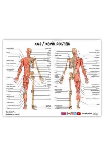 2024 ÖABT Beden Eğitimi Öğretmenliği Kas-Kemik Posteri